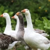 Hoover's Hatchery Assorted Geese 2 Hoover's Hatchery Assorted Geese -Pet Supplies Store 1920008 69008.1675458972