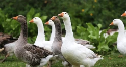 Hoover's Hatchery Assorted Geese