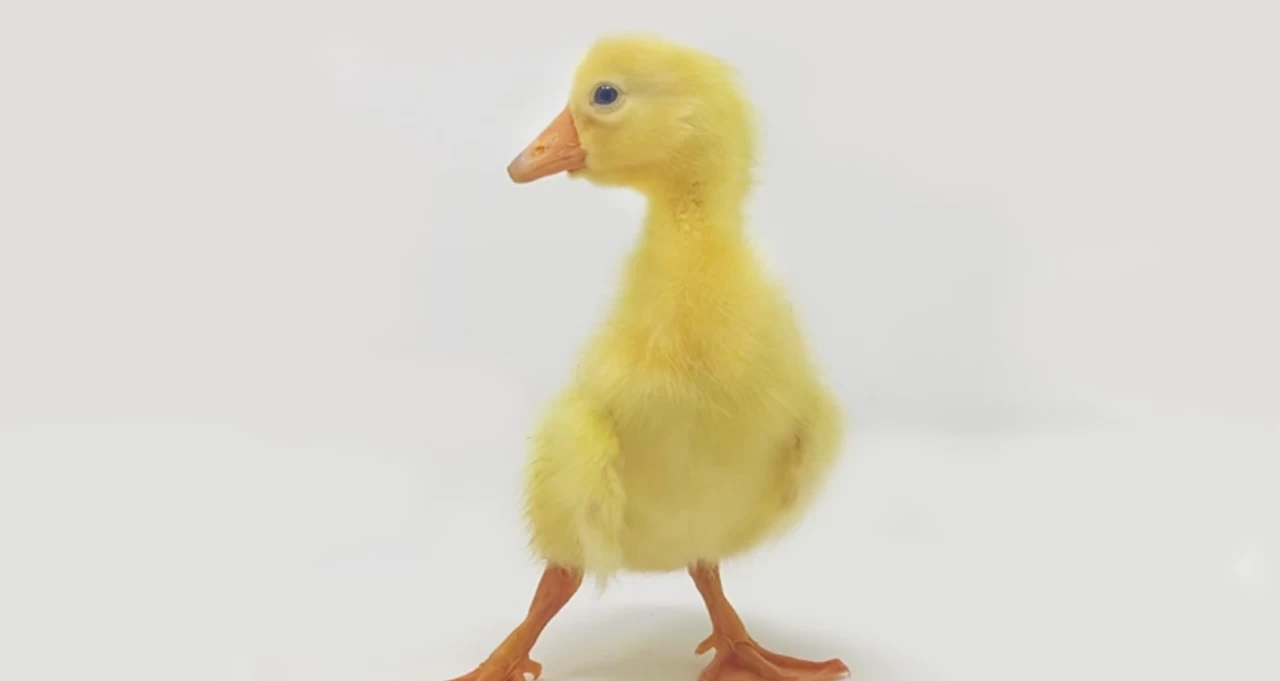 Hoover's Hatchery White Chinese Geese 4 Hoover's Hatchery White Chinese Geese - Image 2