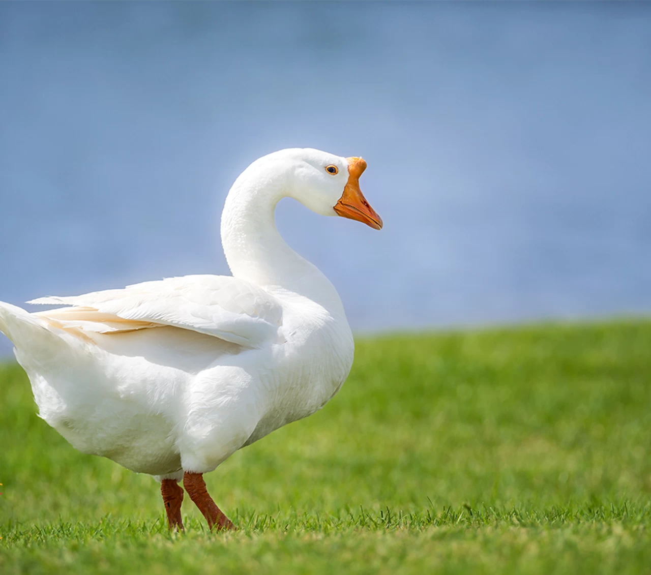 Hoover's Hatchery White Chinese Geese 3 Hoover's Hatchery White Chinese Geese