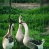 Hoover's Hatchery African Geese 1 Hoover's Hatchery African Geese -Pet Supplies Store 1920176 64974.1675356833