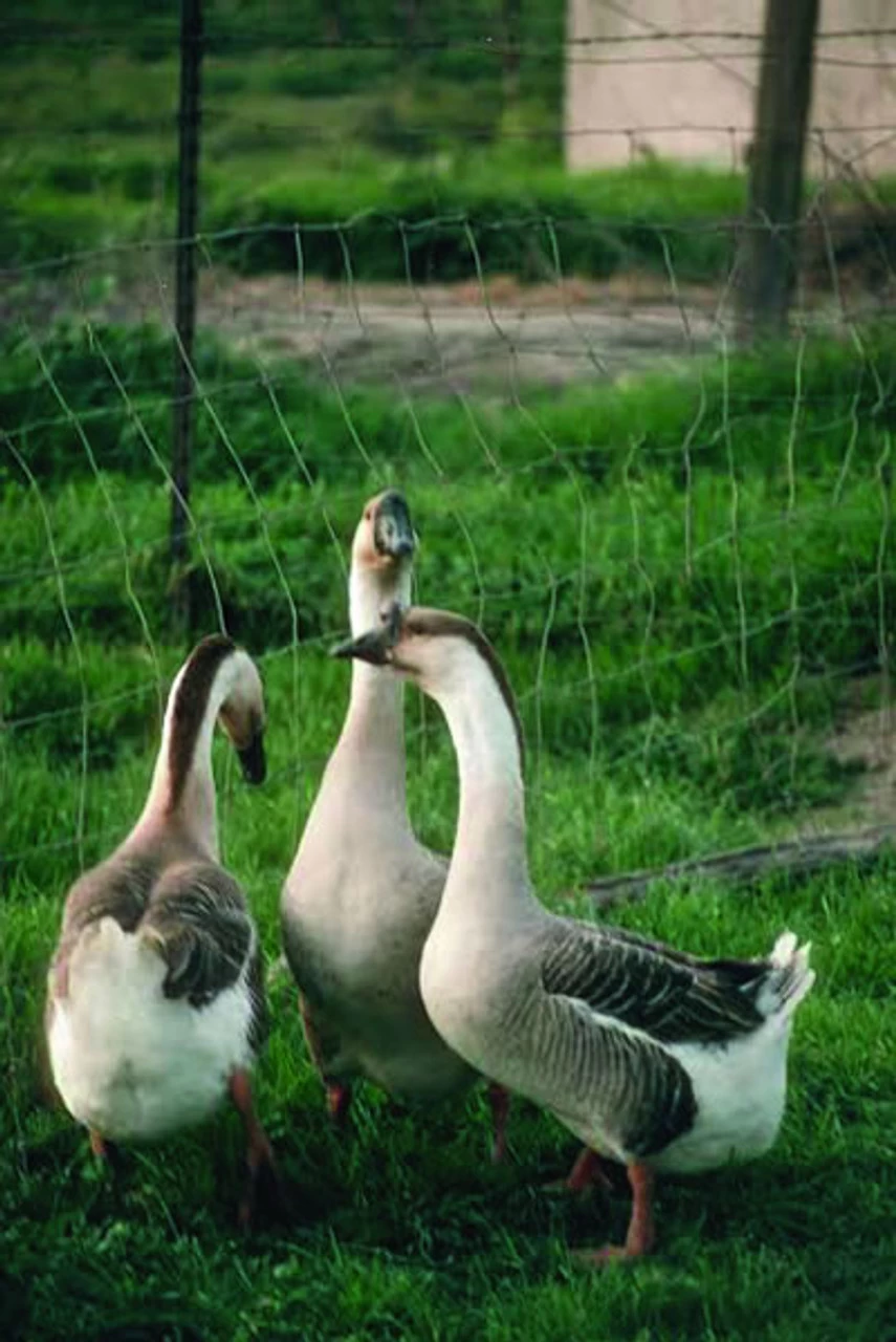 Hoover's Hatchery African Geese 3 Hoover's Hatchery African Geese