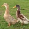 Hoover's Hatchery Saxony Ducks -Pet Supplies Store 1920185 77785.1675356833
