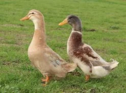 Hoover's Hatchery Saxony Ducks