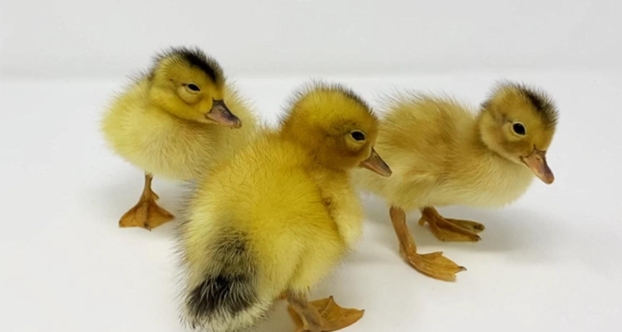 Hoover's Hatchery Silver Appleyard Duck 4 Hoover's Hatchery Silver Appleyard Duck - Image 2