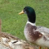 Hoover's Hatchery Silver Appleyard Duck -Pet Supplies Store 1920186 87020.1675459114