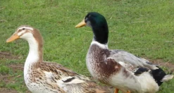 Hoover's Hatchery Silver Appleyard Duck