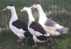 Hoover's Hatchery Magpie Duck