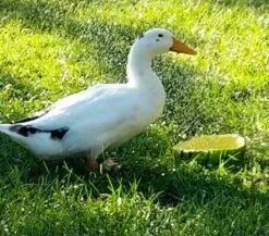 Hoover's Hatchery Ancona Duck