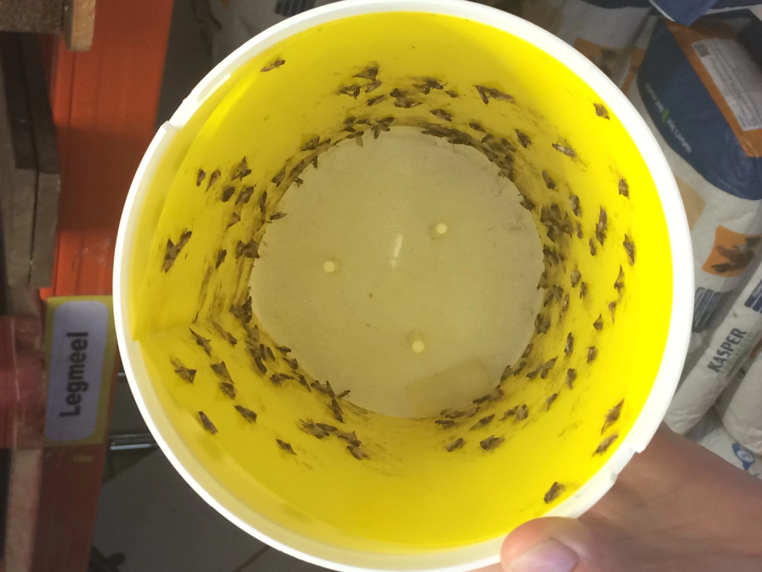 Black Stripe Mottenval Lijmplaat 3 Black Stripe Mottenval Lijmplaat