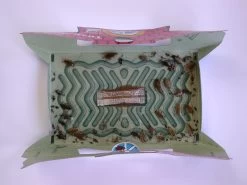 Hoy Hoy Trap 5-pack (Kakkerlakken) -Pet Supplies Store 263528