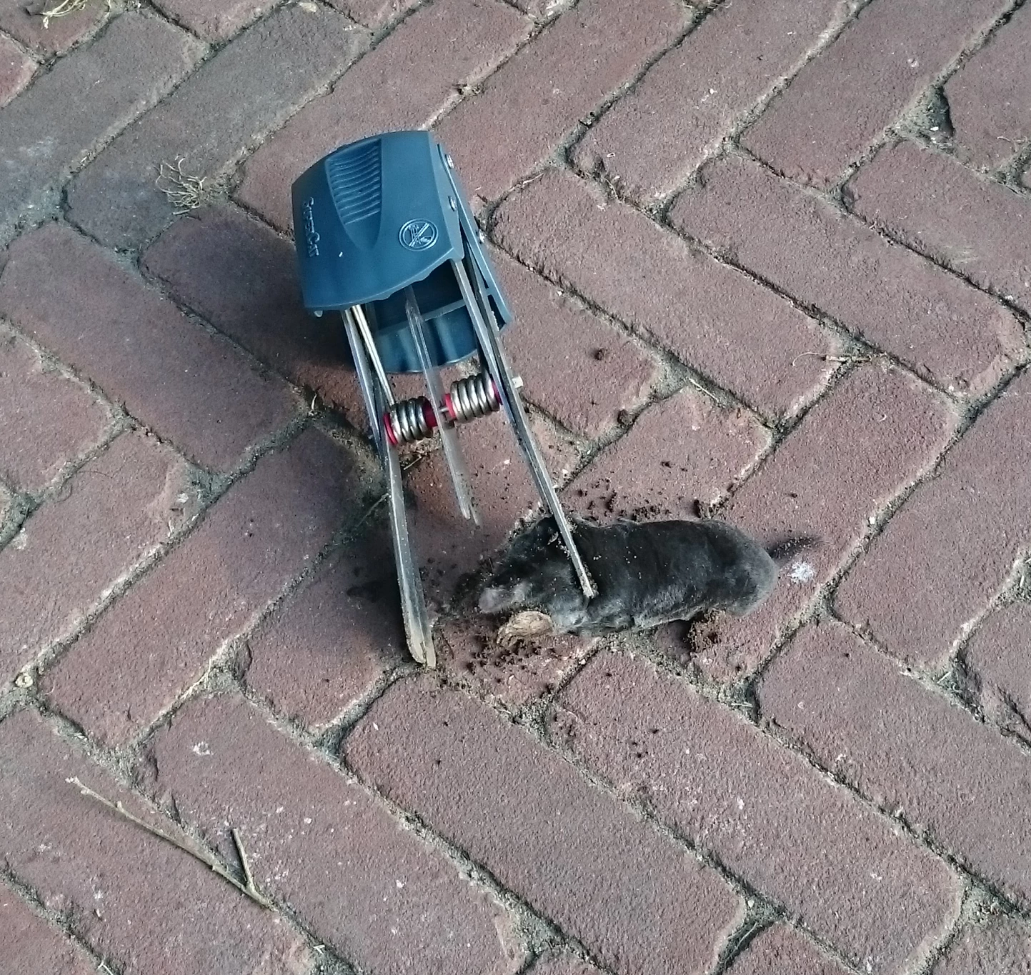 SuperCat Mollenklem 7 SuperCat Mollenklem - Image 5