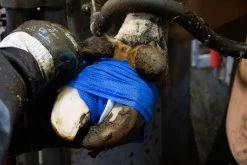 Bandage Animal Blauw Profi 10 Cm 10 Bandage Animal Blauw Profi 10 Cm -Pet Supplies Store 272824