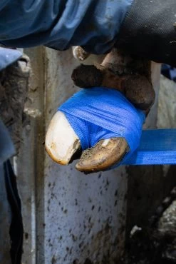 Bandage Animal Blauw Profi 10 Cm 11 Bandage Animal Blauw Profi 10 Cm -Pet Supplies Store 272825