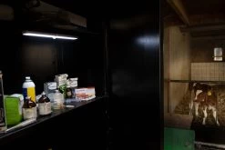 LED Is More 19 X 3 Cm (24 LED Lampen) 11 LED Is More 19 X 3 Cm (24 LED Lampen) -Pet Supplies Store 275200