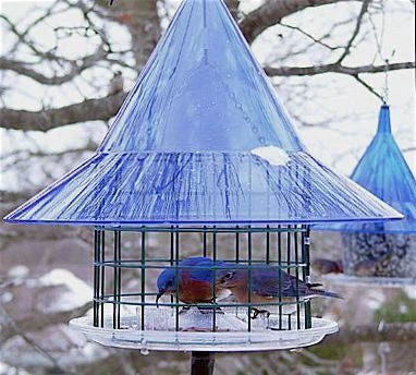 Sky Cafe Bluebird Feeder By Arundale 3 Sky Cafe Bluebird Feeder By Arundale