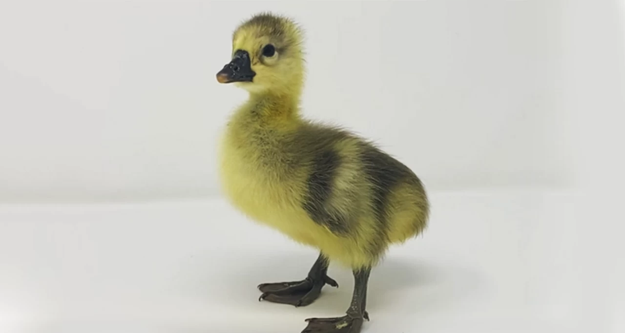 Hoover's Hatchery African Geese 4 Hoover's Hatchery African Geese - Image 2