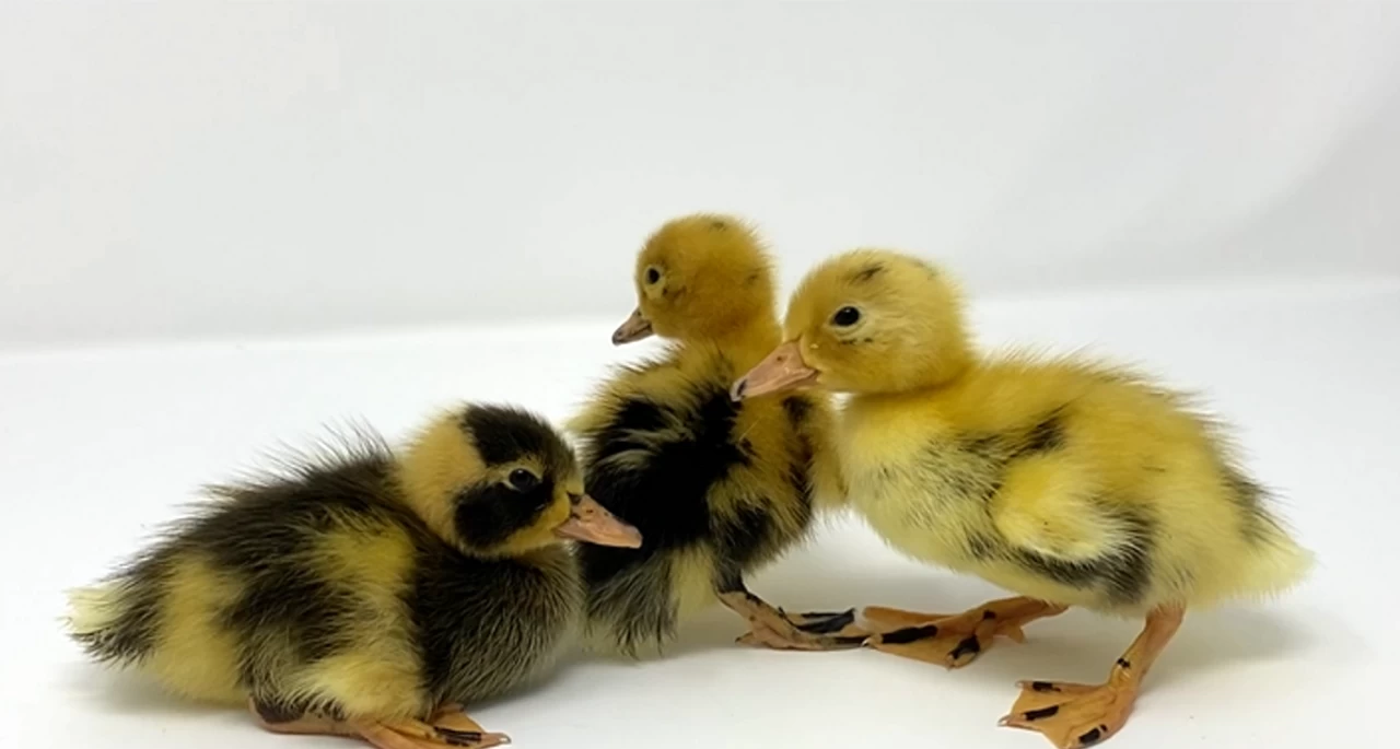 Hoover's Hatchery Ancona Duck 4 Hoover's Hatchery Ancona Duck - Image 2