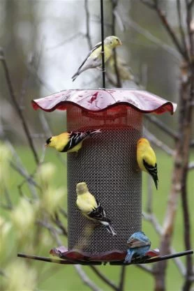 Forever Thistle Feeder-1 Qt 5 Forever Thistle Feeder-1 Qt - Image 3