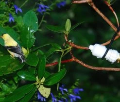 Easy Mister For Bird And Butterflies