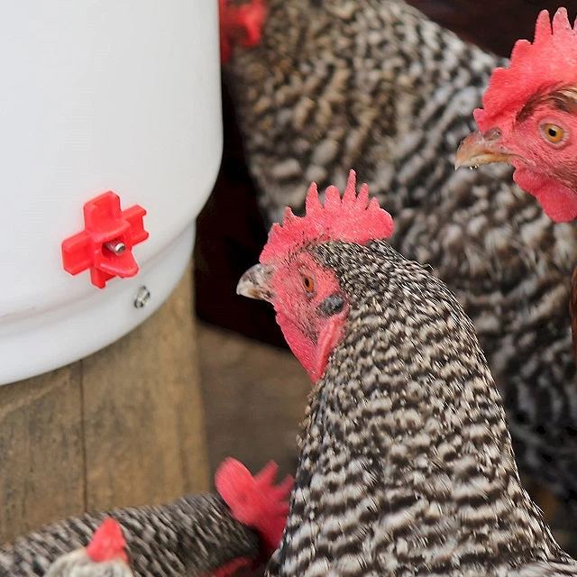 Heated Poultry Drinker, 2 Gallon 4 Heated Poultry Drinker, 2 Gallon - Image 2