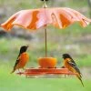 Oriolefest Oriole Bird Feeder -Pet Supplies Store Oriolefest weatherguard