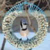 Whole Peanut Wreath Feeder 1 Whole Peanut Wreath Feeder -Pet Supplies Store Peanut Bird Feeder Wreath