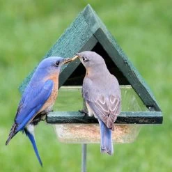 Staked Bluebird Feeder
