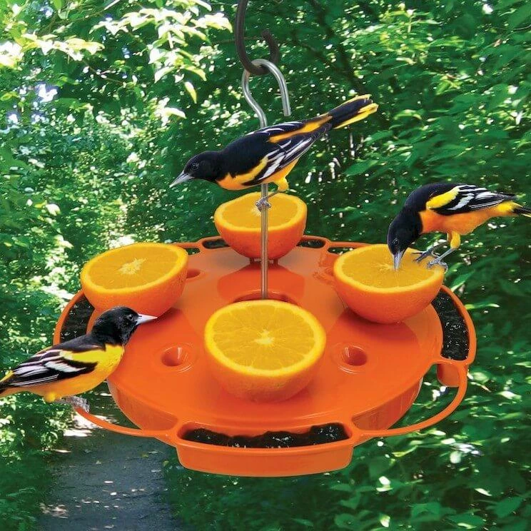 Ultimate Oriole Feeder 3 Ultimate Oriole Feeder