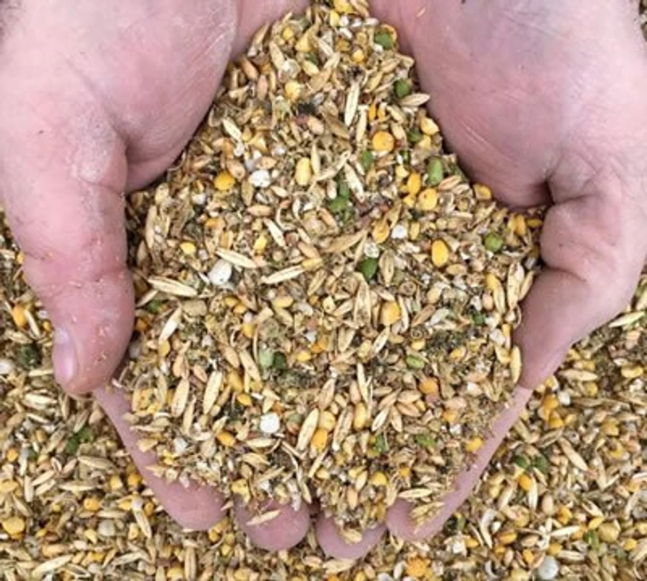 New Country Organics Corn-Free Layer Chicken Feed, 25 Lb. Bag 3 New Country Organics Corn-Free Layer Chicken Feed, 25 Lb. Bag