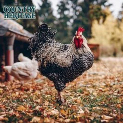 Country Heritage Egg Layer Pellet 16% Chicken Feed 50 Pounds -Pet Supplies Store apige6ryd 71250.1581525164