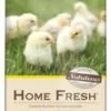 Blue Seal Home Fresh Starter Medicated Crumbles Chick Feed 50 Pounds 1 Blue Seal Home Fresh Starter Medicated Crumbles Chick Feed 50 Pounds -Pet Supplies Store apiogbxdn 89677.1581525332