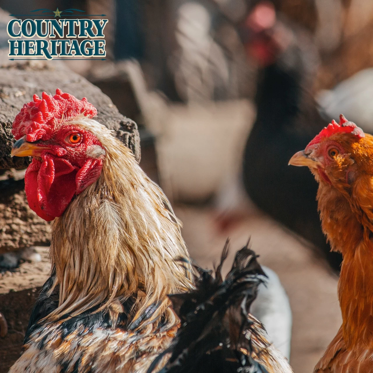 Country Heritage Scratch Grains, 50# Bag 5 Country Heritage Scratch Grains, 50# Bag - Image 3