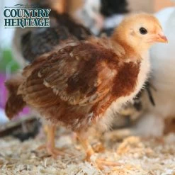 Country Heritage Chick Starter/Grower 18% Crumble 50 Pounds -Pet Supplies Store apitvxt5g 01745.1581525072
