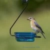 Fruit-Jelly-Mealworm Feeder - Hanging -Pet Supplies Store bluebird at dish