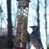 Stainless Steel Whole Peanut Feeder